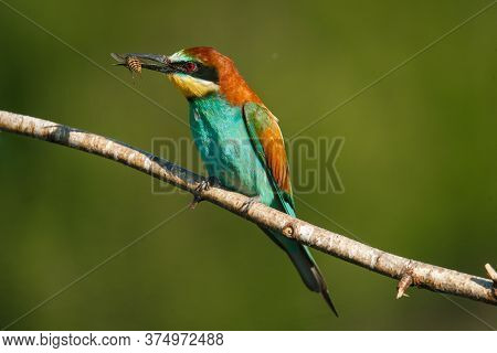 A Golden Bee Eater Sits On A Branch With Its Prey
