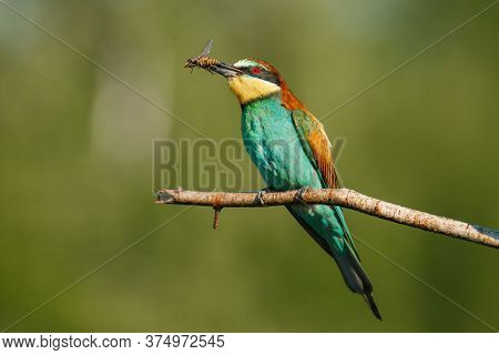 A Golden Bee Eater Sits On A Branch With Its Prey