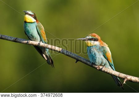 Two Golden Bee Eater Sitting On A Branch On A Green Background
