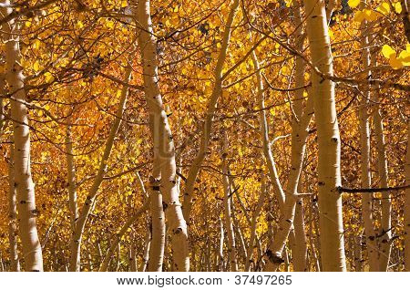 Golden Aspen stromy