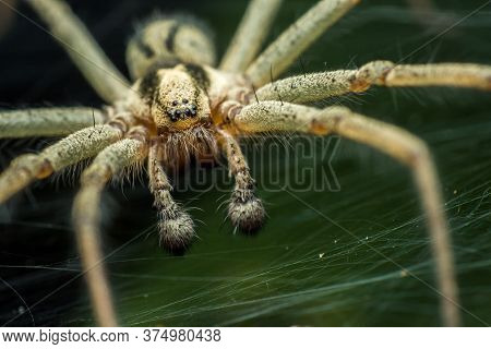 Labyrinth Spider (agelena Labyrinthica), From The Family Of Funnel Spiders, Sitting In A Tunnel From