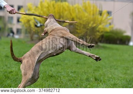 A Brown Pit Bull Plays With A Stick