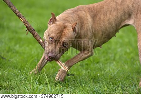 A Brown Pit Bull Plays With A Stick