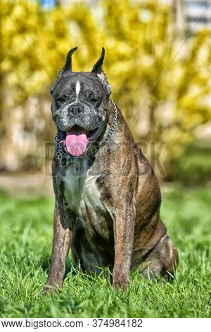 German Boxer With Cropped Ears