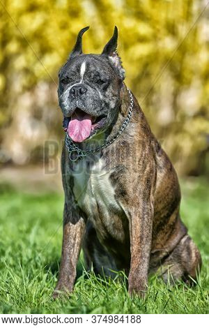 German Boxer With Cropped Ears