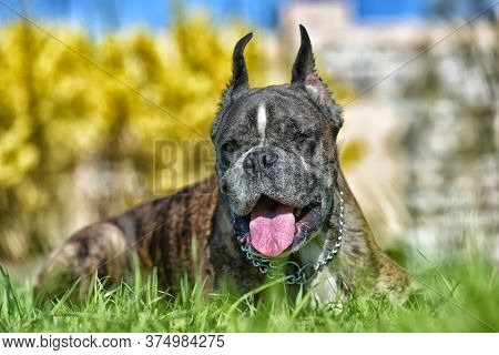 German Boxer With Cropped Ears