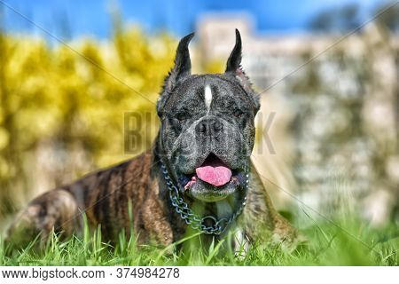 German Boxer With Cropped Ears