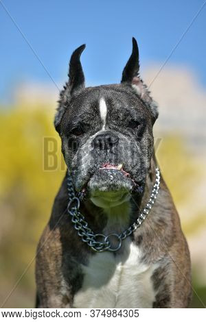 German Boxer With Cropped Ears