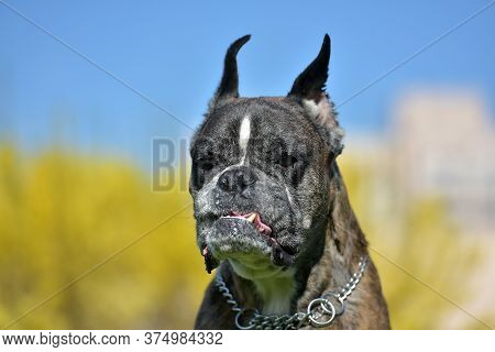 German Boxer With Cropped Ears