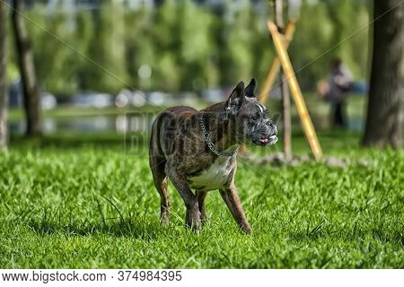 German Boxer With Cropped Ears Playing