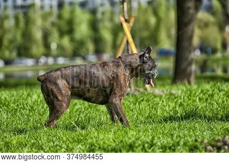 German Boxer With Cropped Ears Playing In The Park