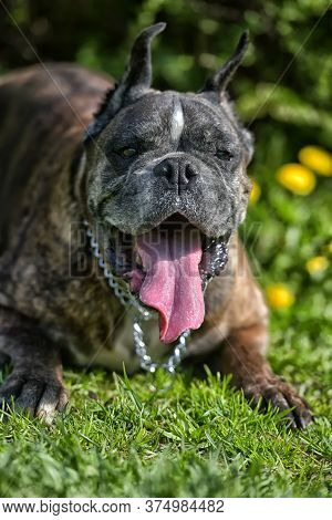 German Boxer With Cropped Ears
