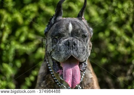 German Boxer With Cropped Ears