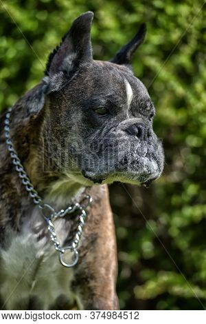 German Boxer With Cropped Ears