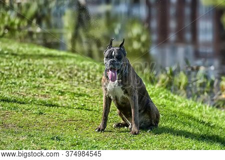 German Boxer With Cropped Ears