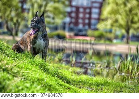 German Boxer With Cropped Ears