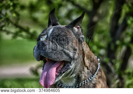 German Boxer With Cropped Ears