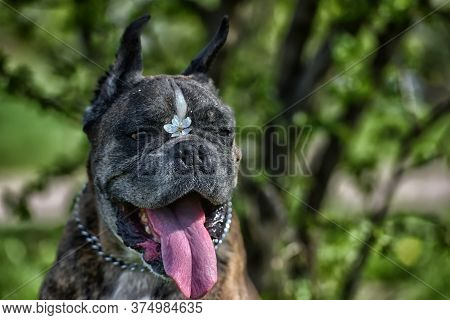 German Boxer With Cropped Ears