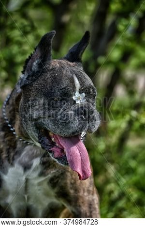 German Boxer With Cropped Ears