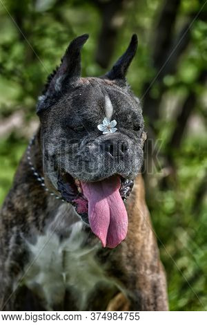German Boxer With Cropped Ears