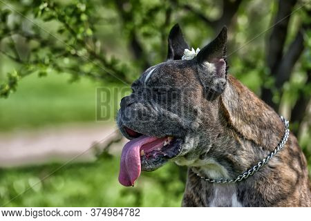 German Boxer With Cropped Ears In The Summer In The Park