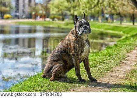 German Boxer With Cropped Ears In The Summer In The Park