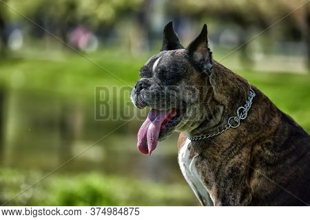German Boxer With Cropped Ears