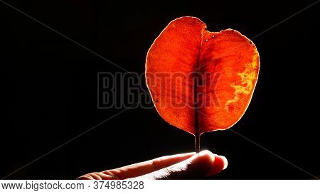 Brown Leaves with Black Background, light illuminates from behind it.