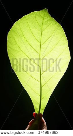 Fibrous Green Leaves With Black Background, Light Illuminates From Behind Him