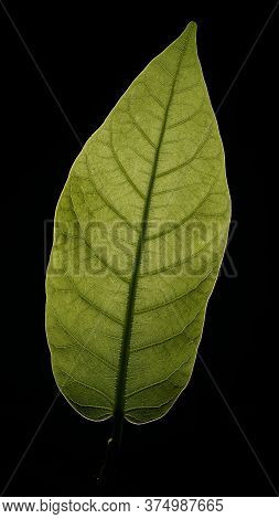 Fibrous Green Leaves With Black Background, Light Illuminates From Behind Him