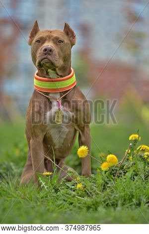 Brown Pit Bull Terrier With Dandelions In The Park