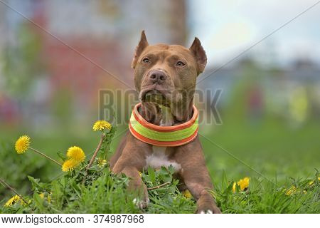 Brown Pit Bull Terrier With Dandelions In The Park