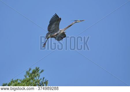 Adult Great Blue Heron Lifting Off From A Pine Tree Into Flight In The Peterborough County Region Of