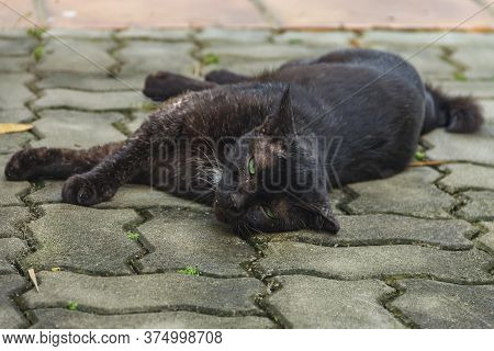 Green-eyed Short Tailed Stray Black Cat Of The Bobtailed Family, Common In Singapore, Laying On A Ti