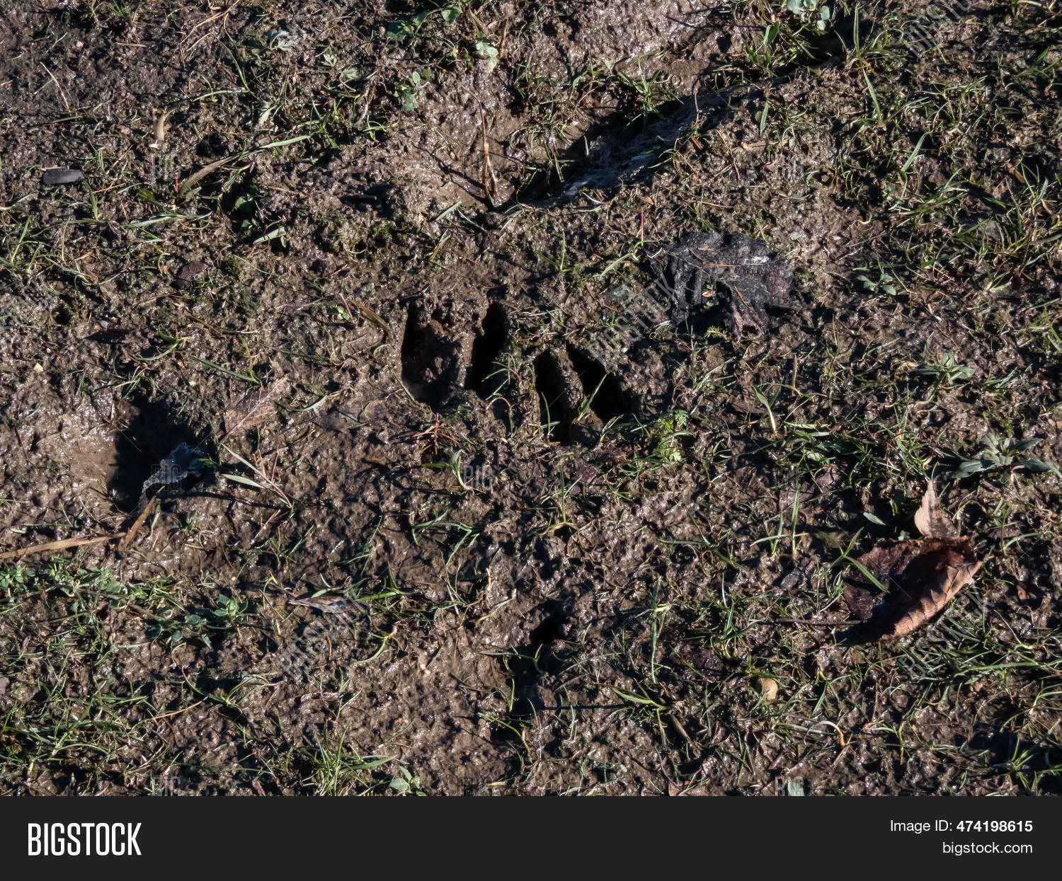 Image Preview