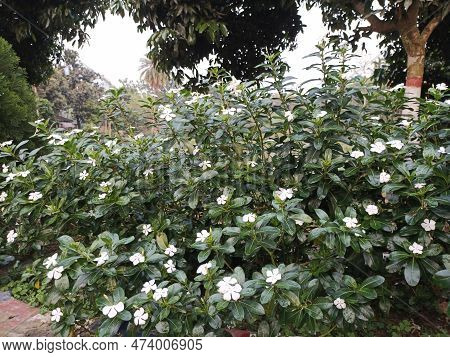Pink And White Periwinkle Flower Blooming In The Garden.