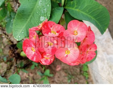 Beautiful Rain Forest Flowers Growing In A Private Garden.