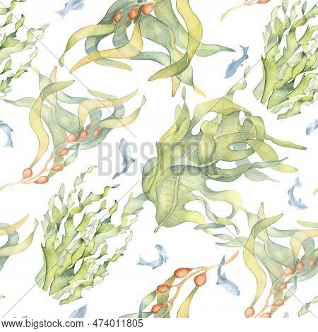 Seamless Pattern Of Colorful Sea Plants Watercolor Illustration Isolated On White. Laminaria, Kelp, 