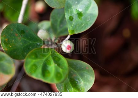 Fruits Of A Mistletoe Fig Shrub, Ficus Deltoidea