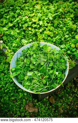 Harvesting Winter Purslane - Bushes Of Indian Lettuce Plants In A Garden, Organic Gardening, Cultiva
