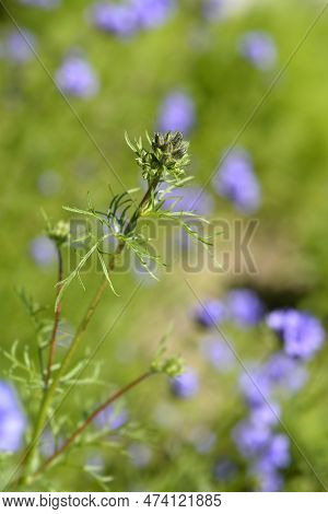 California Gilia Flower Bud In The Spring