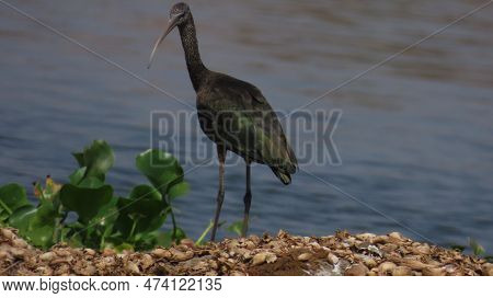 Rajkot, Gujarat, India. March-19-2023. Ibis Wading Birds In The Family Threskiornithidae, That Inhab