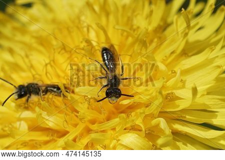 Closeup On A Male Of The Small Red-bellied Miner Bee, Andrena Ventralis On A Yellow Dandelion Flower