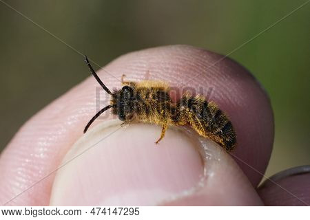 Detailed Closeup On A Female Female Grey-gastered Mining Bee, Andrena Tibialis Sitting On A Green Le