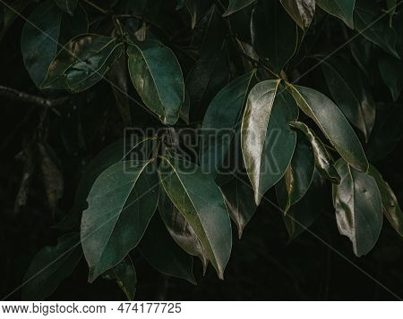 Bug Eaten Leaves Of A Wild Berry Plant. Selective Focus.