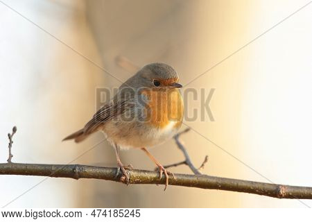 European Robin bird animal Nature pet animal Nature background Nature animal Nature pet Nature sunset Nature pet birds Nature animal pet Nature pet sun Nature background autumn forest animal Nature background pet animal Nature background.