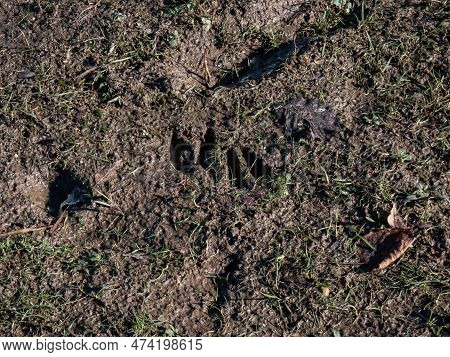 Close-up Of Footprints Of Roe Deer (capreolus Capreolus) In Very Deep And Wet Mud After Running Over
