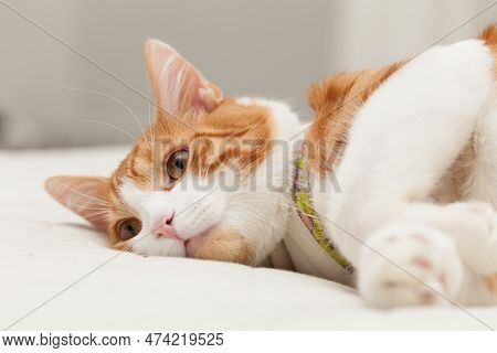 Domestic Yoing Cat In Bandage With Broken Paw