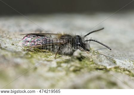 Natural Closeup On A Male Mellow Miner Bee, Andrena Mitis Warming Up On A Piece Of Wood