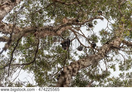 Fruit Bats In Centennial Park, Sydney. Australia
